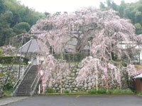 2016年4月1日（金）渡船たかし丸（釣果）