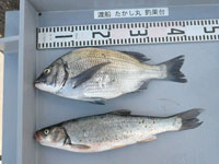 2016年6月1日（水）渡船たかし丸（釣果）