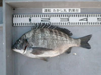 2017年3月27日（月）渡船たかし丸（釣果）