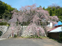 2018年3月26日（月）渡船たかし丸（釣果）