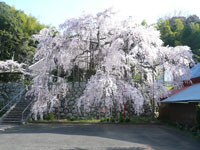 2018年3月31日（土）渡船たかし丸（釣果）