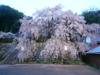 2018年4月2日（月）渡船たかし丸（釣果）