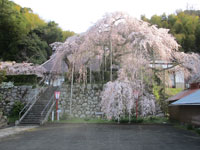 2025年4月3日（木）渡船たかし丸（釣果）