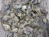 2025年10月22日（木）渡船たかし丸（釣果）