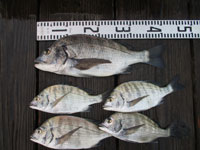 2025年10月27日（月）渡船たかし丸（釣果）