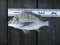 2025年11月2日（日）渡船たかし丸（釣果）