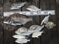 2025年11月4日(日)渡船たかし丸(釣果)