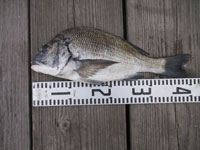 2025年11月5日(水)渡船たかし丸(釣果)