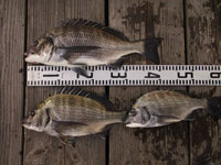 2025年11月7日(金)渡船たかし丸(釣果)