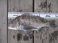 2025年11月7日(金)渡船たかし丸(釣果)