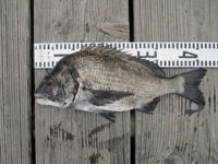 2025年11月8日(土)渡船たかし丸(釣果)