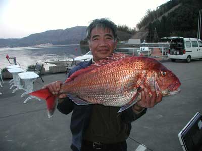 2011年4月6日（水）若狭湾で鯛の83cmを釣られました