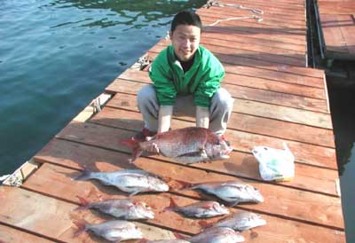 2011年5月8日（日）若狭湾で鯛の66cmを釣られました