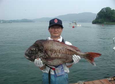 2011年6月4日（土）若狭湾で鯛の83.5cmを釣られました