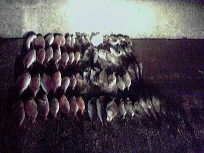 2011年9月19日（月）若狭湾で鯛の45cmを釣られました