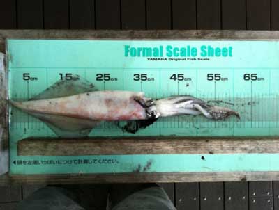 2011年11月19日（土）若狭湾でイカの38cmを釣られました