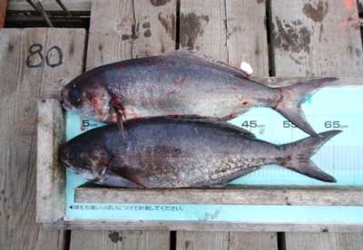 2012年1月18日（水）若狭湾でメダイの67cmを釣られました