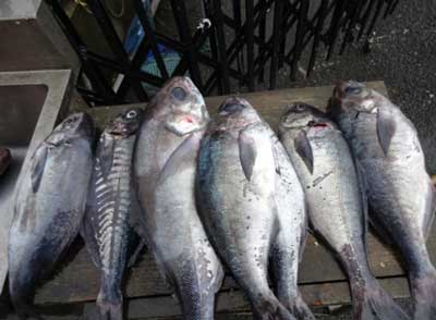 2012年2月25日（土）若狭湾でメダイや鯵を釣られました