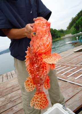 2012年6月18日（月）若狭湾でオニカサゴの40cmを釣られました