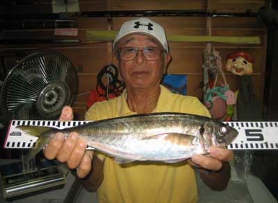 2012年9月2日（日）若狭湾でアジの45.0cmを釣られました