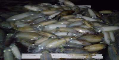 2012年10月11日（木）若狭湾でアオリイカを95杯釣られました