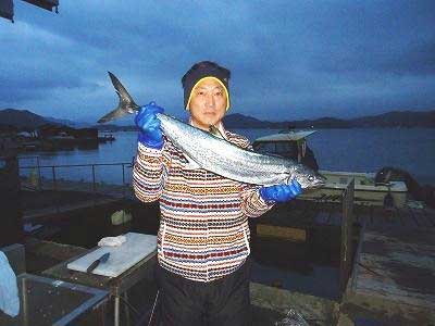 2012年12月15日（土）若狭湾でサワラの85.0cmを釣られました