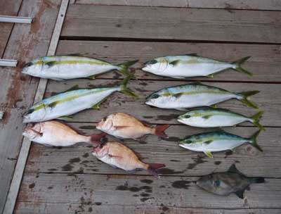 2012年12月17日（月）若狭湾で鯛やハマチやヒラマサを釣られました