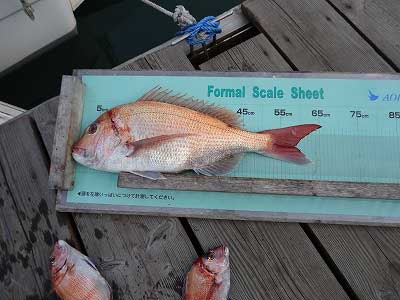 2013年2月14日（木）若狭湾で鯛の65.0cmを釣られました