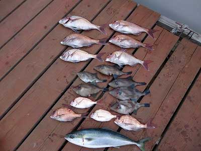 2013年4月17日（水）若狭湾で鯛の60cmを釣られました