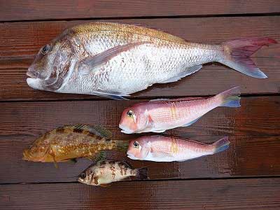 2013年4月20日（土）若狭湾でメ鯛やアマダイを釣られました