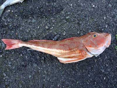 2013年4月27日（土）若狭湾でホウボウの44cmを釣られました