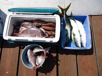 2013年4月28日（日）若狭湾で鯛やヒラマサを釣られました