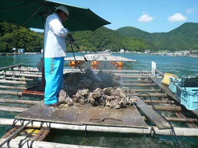 真夏におこなう育成岩牡蠣の出荷作業は暑さとの戦いです