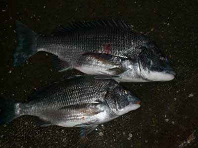 渡船のお客様が釣り上げた年無しのチヌです