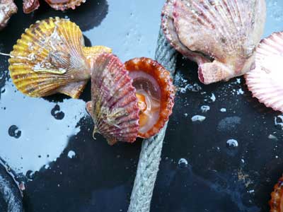 緋扇貝は海面下約3m～5m程度の水深で育成しています