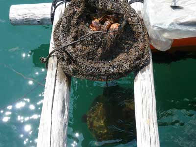 緋扇貝を入れた網カゴは中身が見えない程ゴミが付着していました