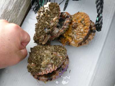 緋緋扇貝の寸法はこぶしサイズから写真の約6～7cmとなりました