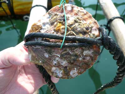 今年の春に入荷した岩牡蠣の稚貝です